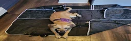 Mixed Breed dogs for adoption: Shy Nikita - Advert 7