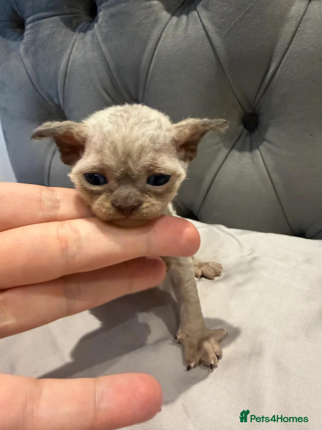 Devon Rex cats for sale: 1 girl and one boy left 😻 - Advert 27