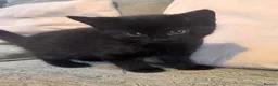 Mixed Breed cats for sale: Two beautiful black kittens in Towcester - Advert 2