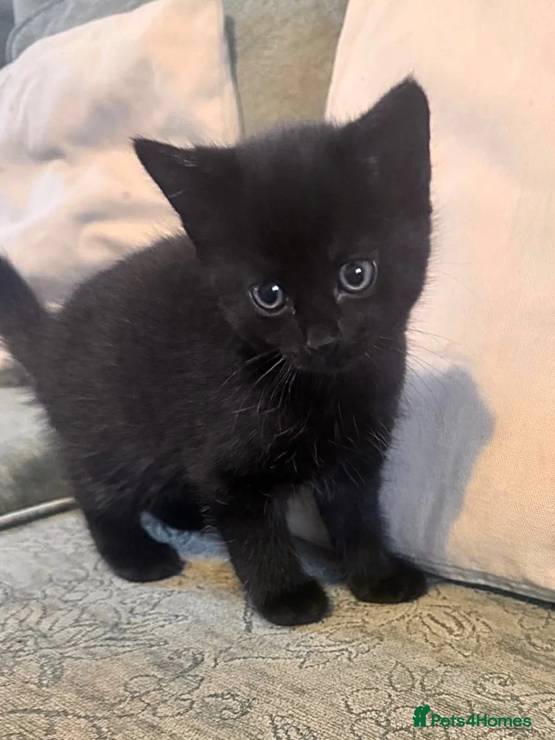 Mixed Breed cats for sale: Two beautiful black kittens in Towcester - Advert 2