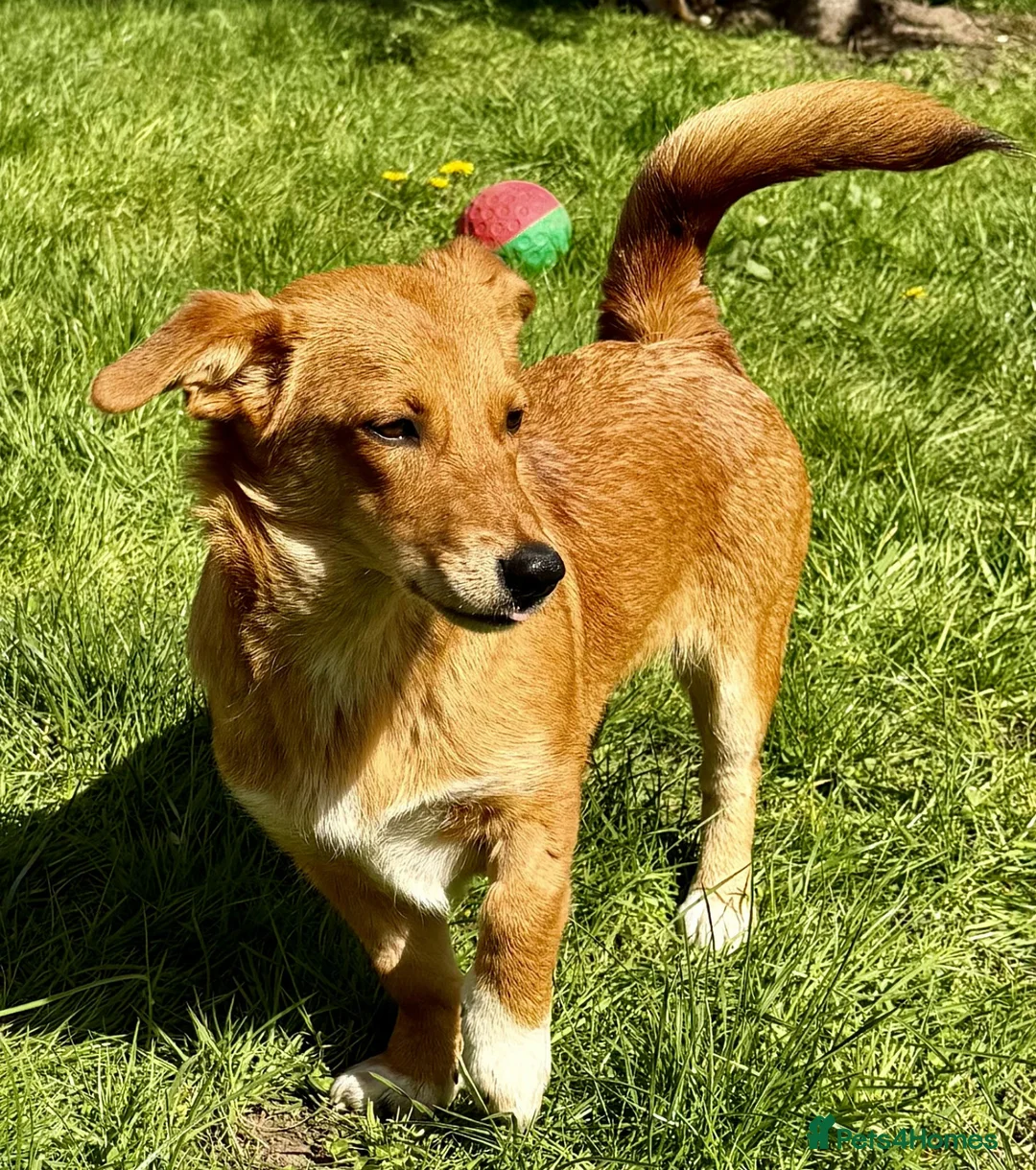 Welsh Corgi Pembroke dogs for adoption: 🐾 LISA – Female Welsh Corgi 🐾 - Advert 4