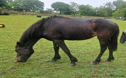 Other Breed horses for sale: Cob X filly - Image 1