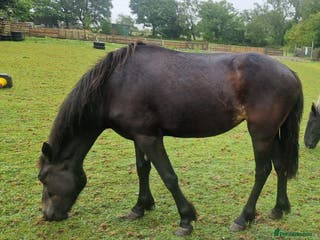 Other Breed horses Cob X filly - Advert 4