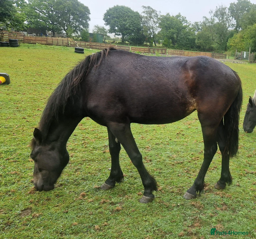 Other Breed horses for sale: Cob X filly - Advert 1