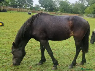 Other Breed horses Cob X filly - Advert 2