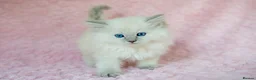 Ragdoll cats for sale: Stunning Ragdolls Available Now. - Advert 5
