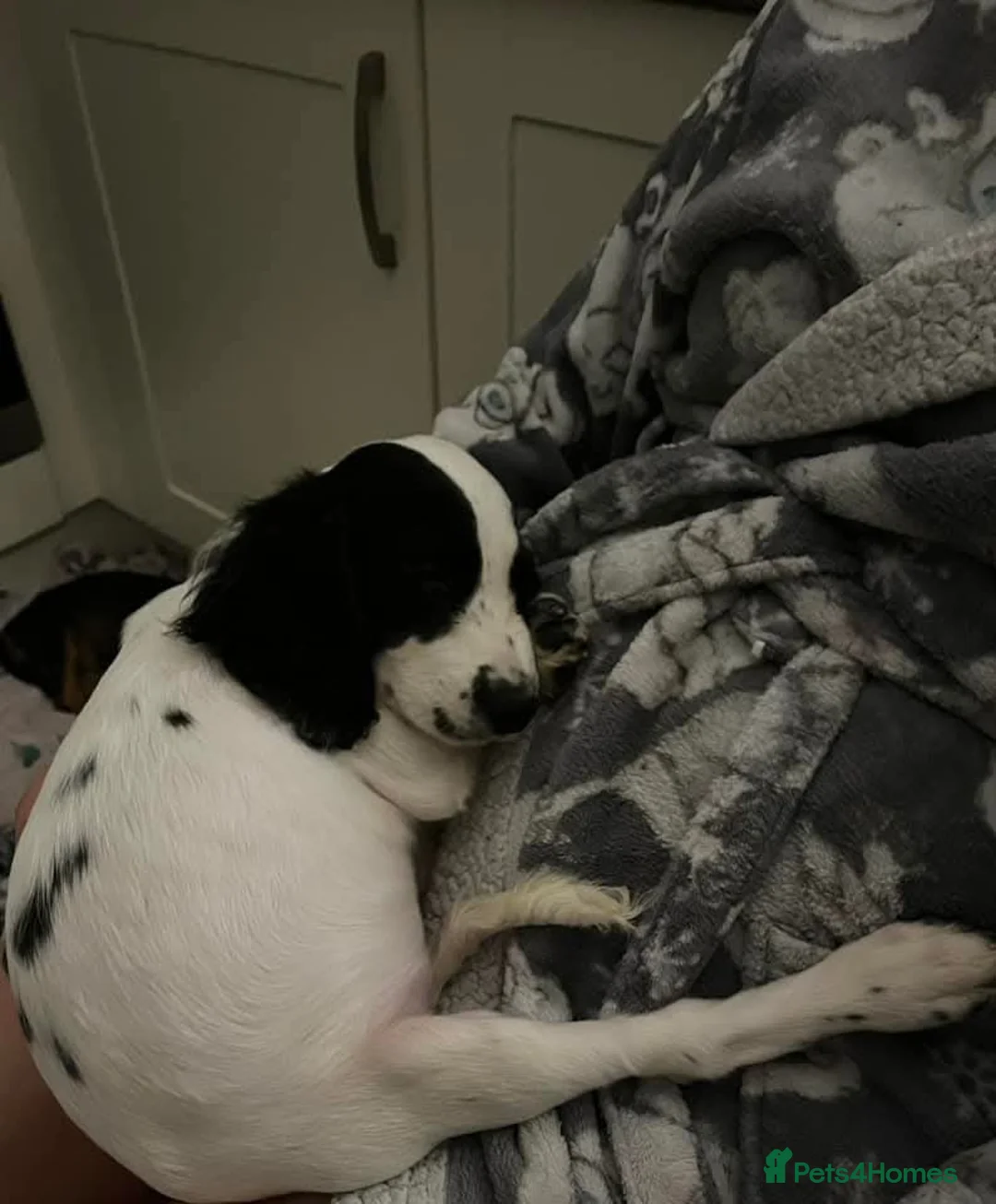 Cockalier dogs for sale: Poppy  - Advert 9