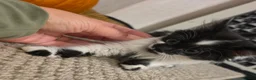 Mixed Breed cats for sale: ​🐾 6 Beautiful Kittens ready to go 💙🩷 - Advert 22