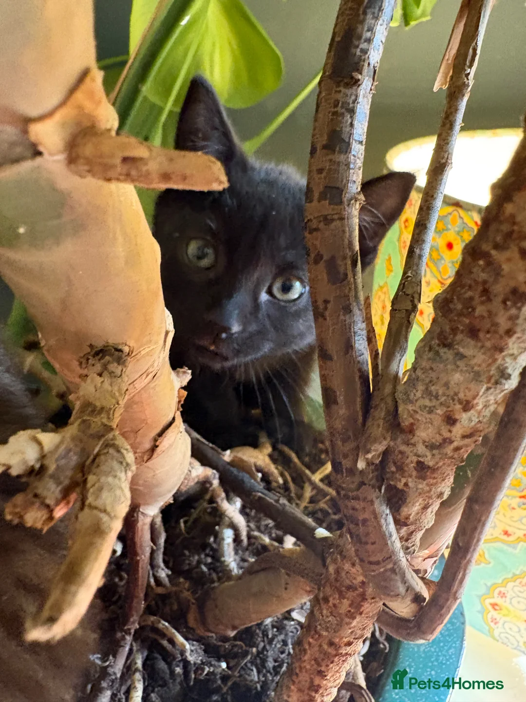 Mixed Breed cats for sale: 2 male kittens - Advert 9