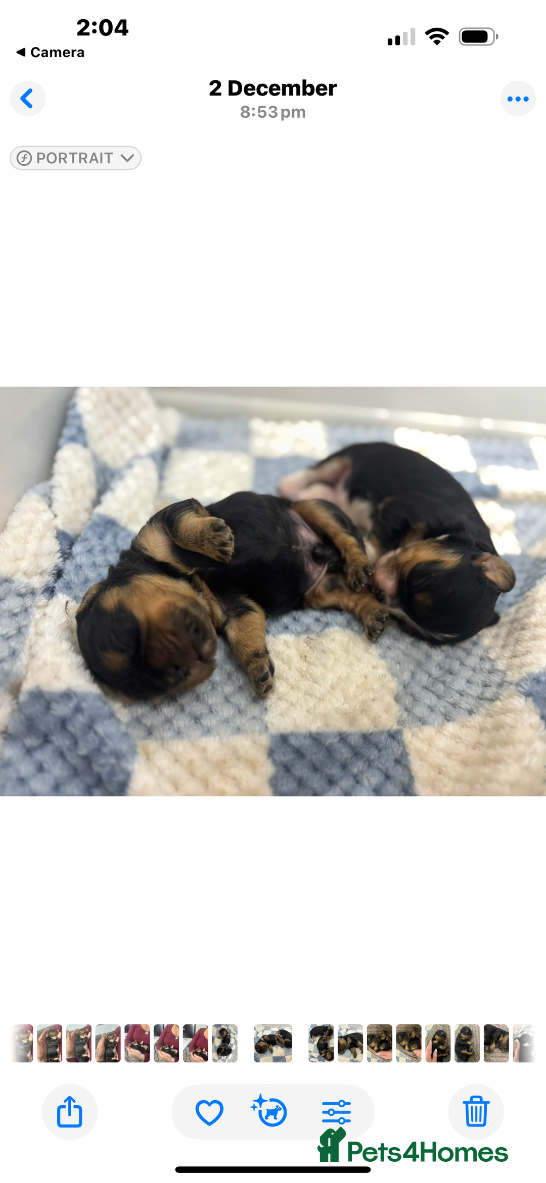 Cavalier King Charles Spaniel dogs for sale: Two beautiful kc boys  - Advert 13