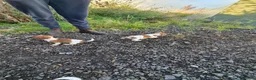 Jack Russell dogs for sale: Old fashion type Miniature jack russell puppies - Advert 23