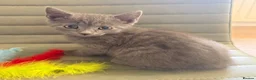 Mixed Breed cats for sale: Stunning BSH cross, Ready Now in Doncaster - Advert 13