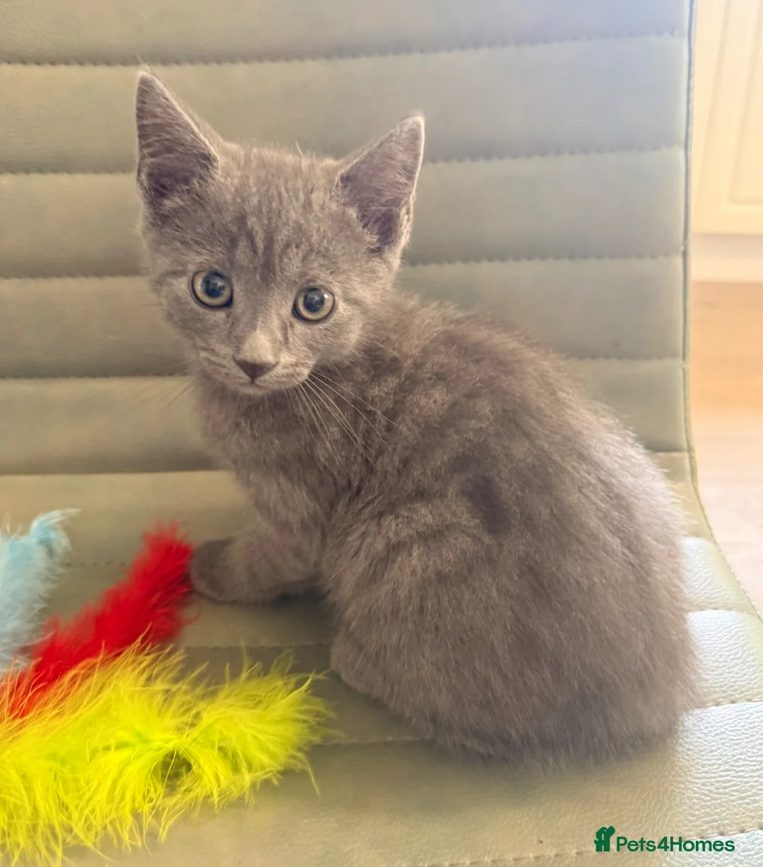 Mixed Breed cats for sale: Stunning BSH cross, Ready Now in Doncaster - Advert 13
