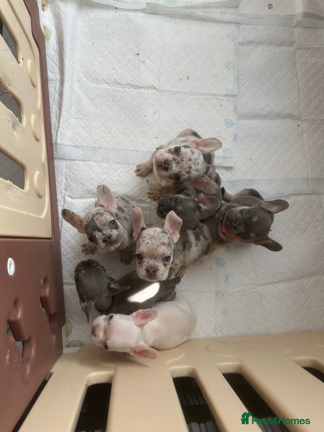 French Bulldog dogs for sale: French bulldog puppies  - Image 12