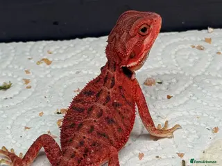 Bearded Dragon reptiles for sale: Stunning baby bearded dragons ready to go! - Advert 1