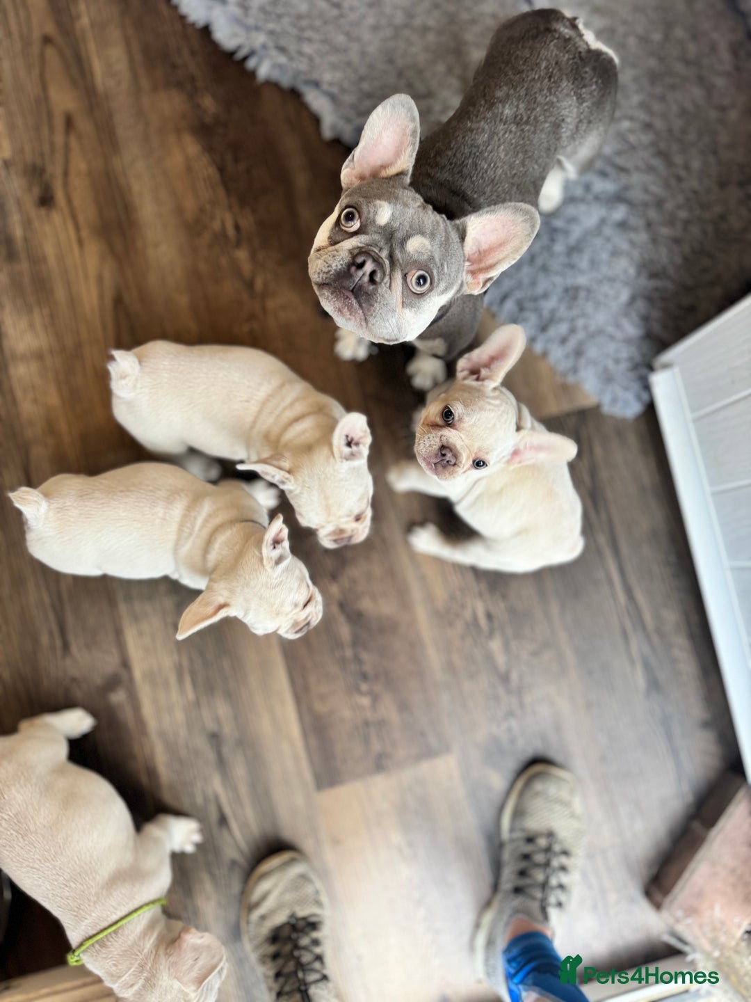French Bulldog dogs for sale: One Left, Health tested frenchie - Image 10