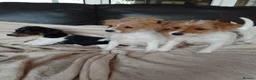 Jack Russell dogs for sale: Jack Russell in Exeter - Advert 6