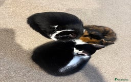 Domestic Shorthair cats for sale: 10 week old kittens for sale  - Image 3