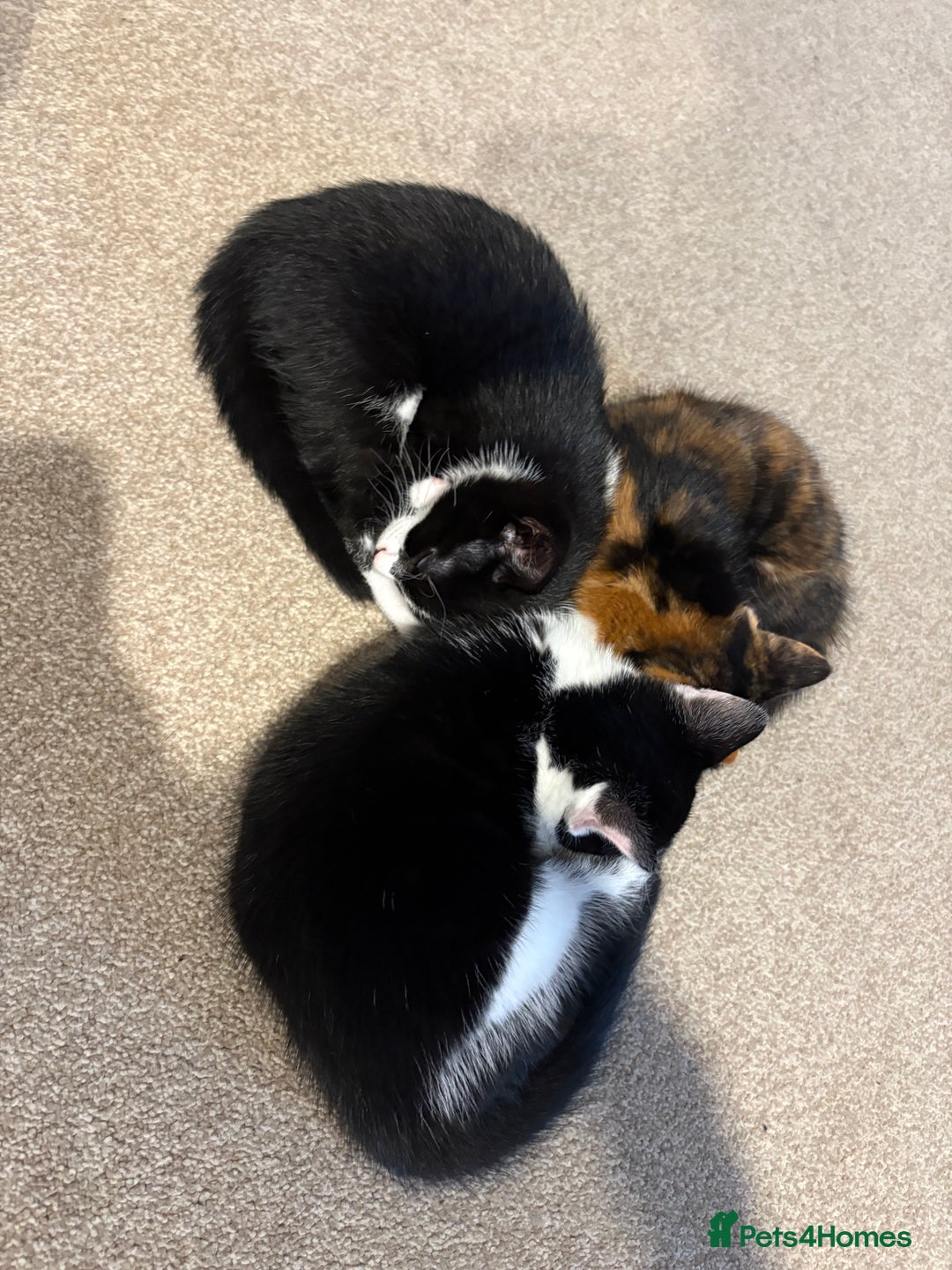 Domestic Shorthair cats for sale: 10 week old kittens for sale  - Image 3