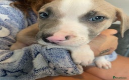 Mixed Breed dogs for sale: Presa canairo x American bulldog  - Image 1