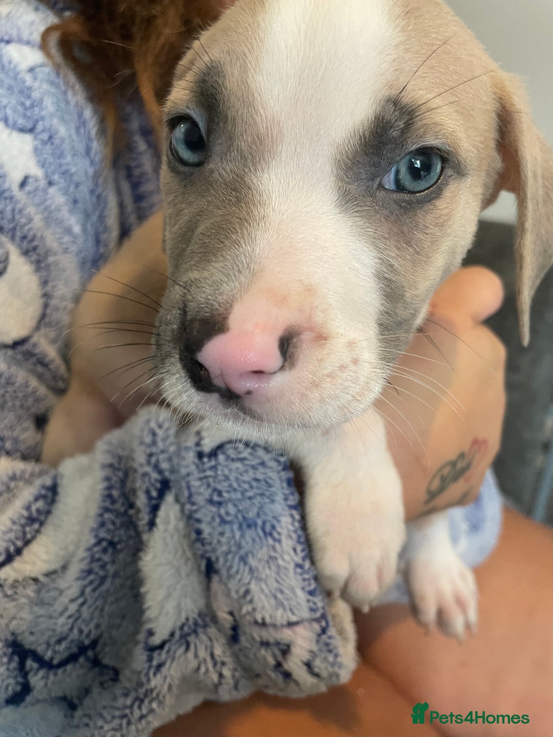 Mixed Breed dogs for sale: Presa canairo x American bulldog  - Image 1
