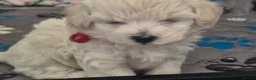 Maltipoo dogs for sale: One female puppy - Advert 6