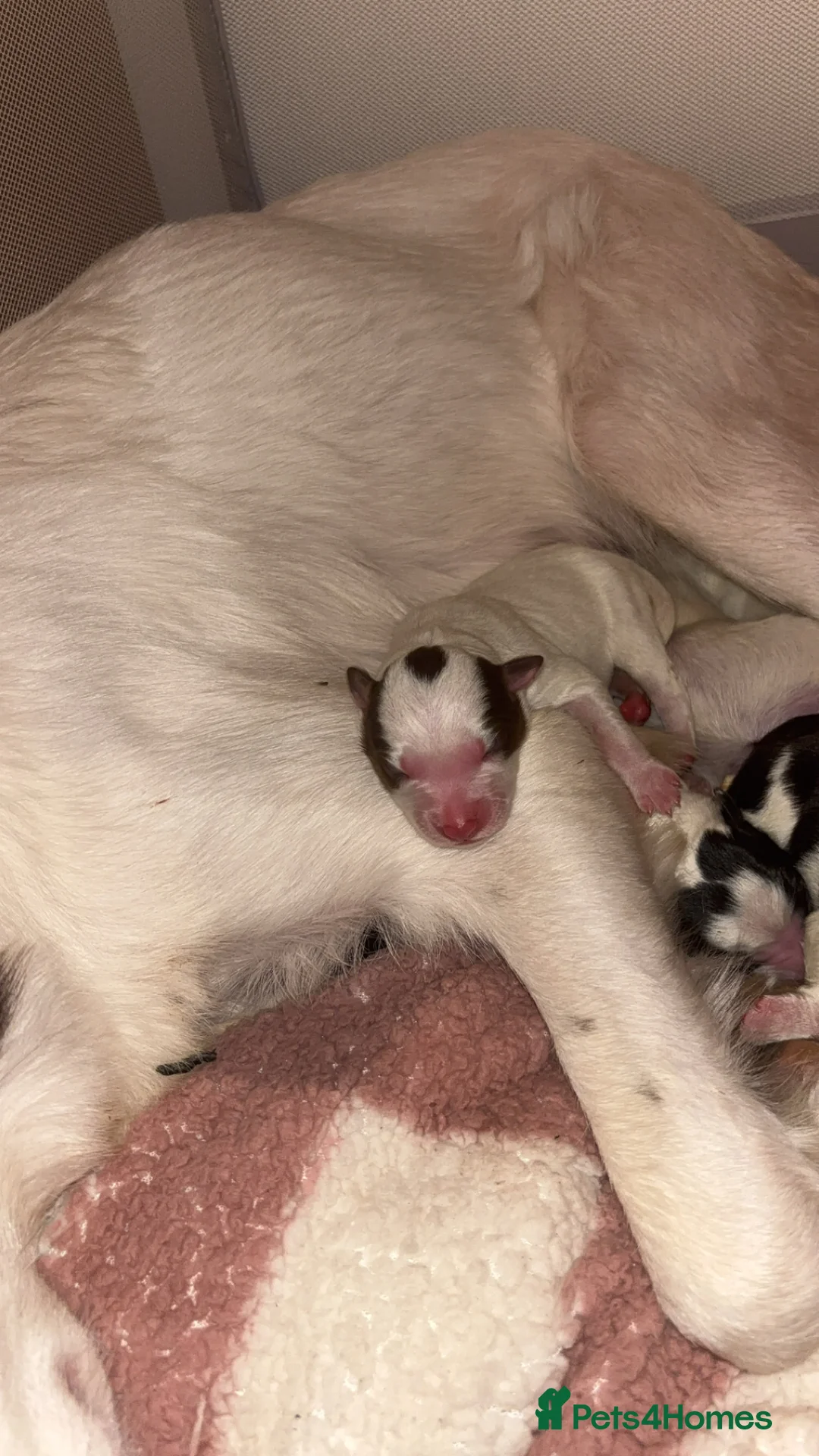 Border Collie dogs for sale: Border collie pups - Advert 14