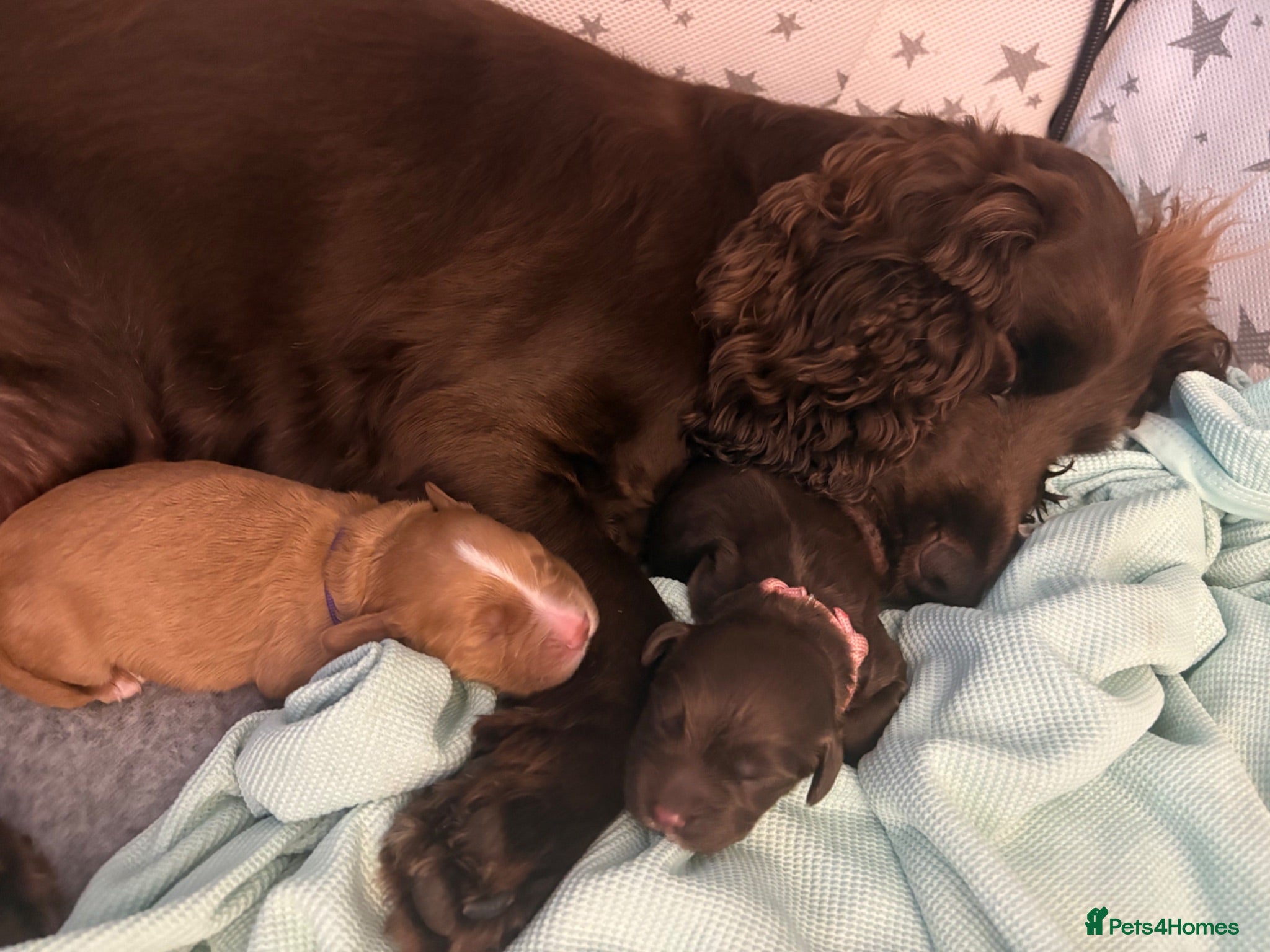 Cocker Spaniel dogs KC WORKING COCKER SPANIELS - Advert 7