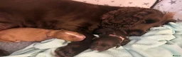 Cocker Spaniel dogs for sale: KC WORKING COCKER SPANIELS in Mansfield - Advert 12