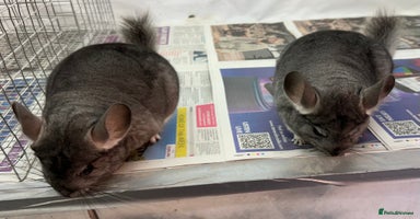 Chinchilla rodents Millie & Maisy, super tame standard sisters - Advert 2