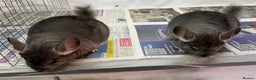 Chinchilla rodents for sale: Millie & Maisy, super tame standard sisters - Advert 2