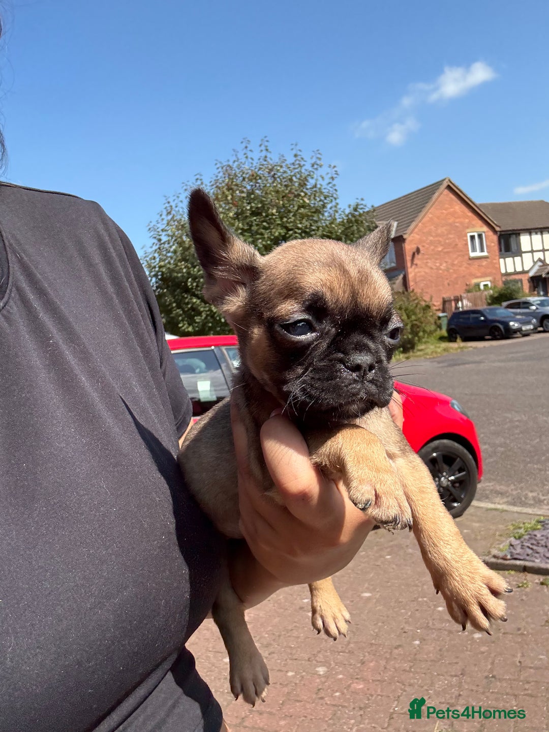 Frug dogs for sale: 3/4 Frenchie 1/4 pug puppies for sale  - Image 13
