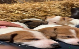 Jack Russell dogs for sale: Jack Russell Puppies - Image 4