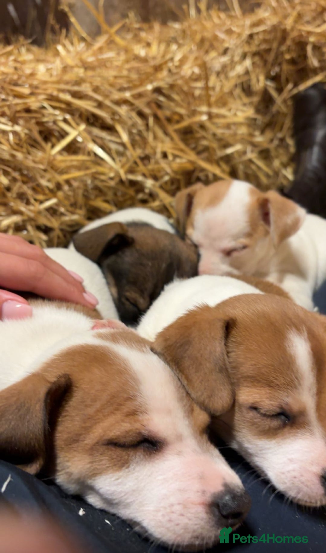Jack Russell dogs for sale: Jack Russell Puppies - Image 4