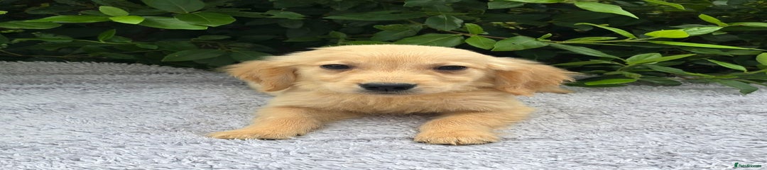 Golden Retriever Puppy 1