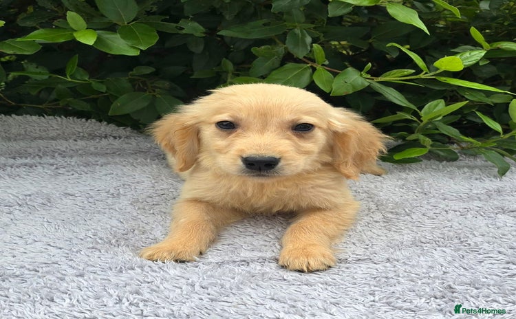 Golden Retriever dogs - Advert 12