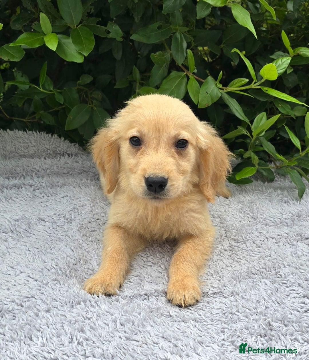 Golden Retriever dogs for sale: Golden Retriever puppies  - Image 1