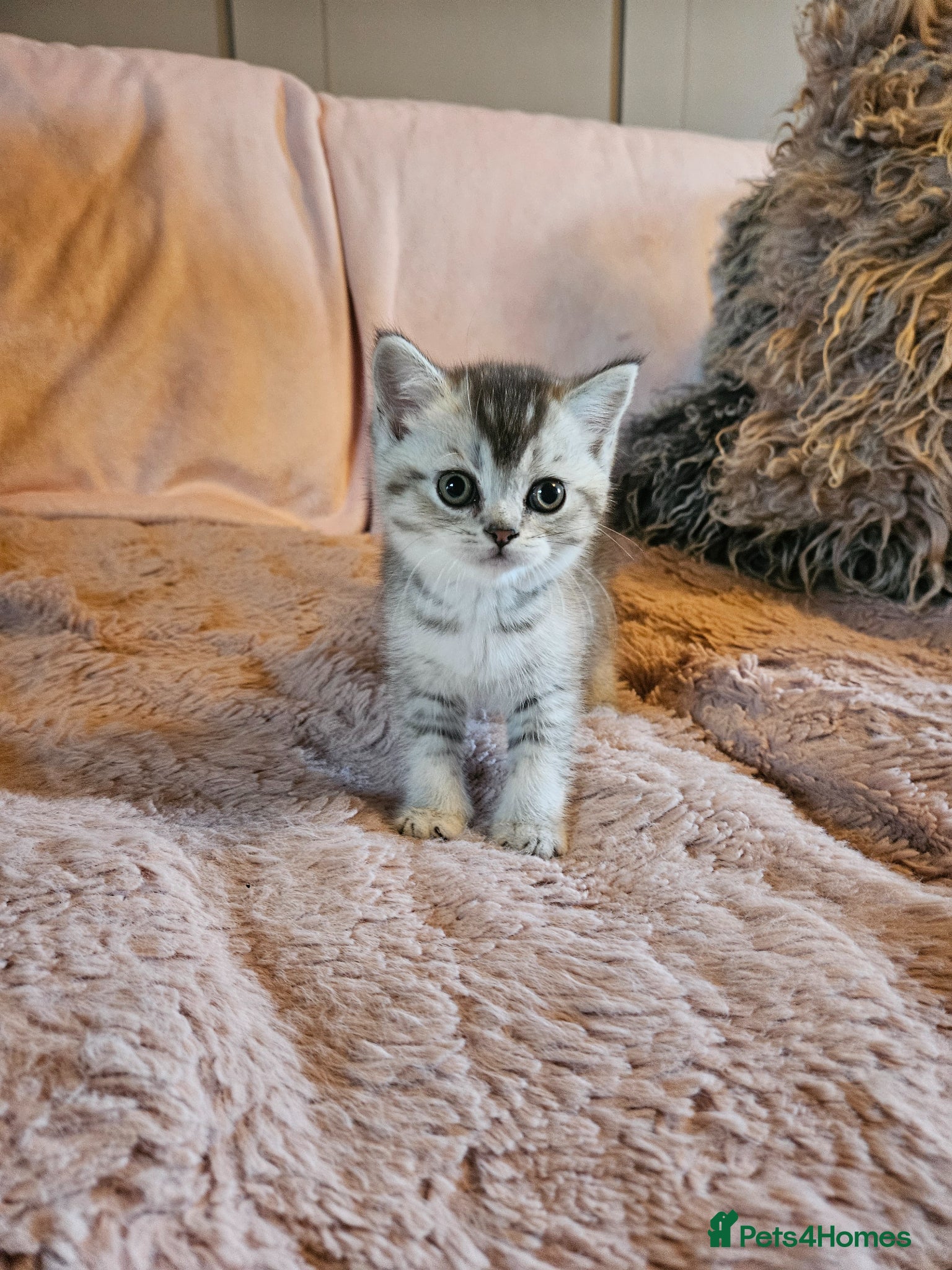 British Shorthair cats READY NOW BSH X SCOTTISH 1 MALE  2 FEMALE - Advert 12