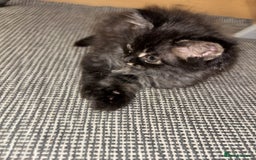 British Longhair cats for sale: British Longhair kittens Two  - Image 9