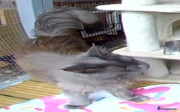 Maine Coon cats for sale: Gorgeous blue boy  - Image 3