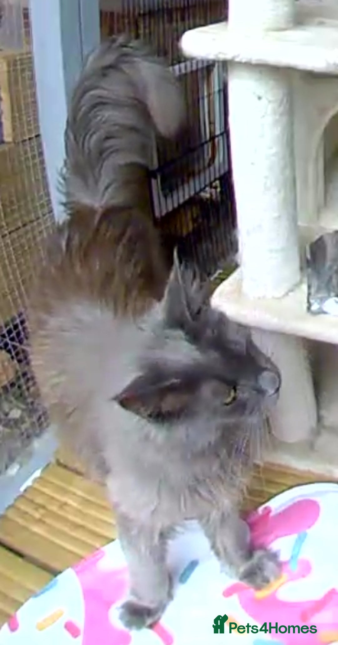 Maine Coon cats for sale: Gorgeous blue boy  - Image 3