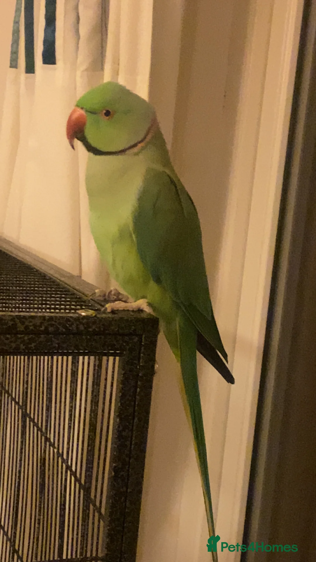 Ringnecks birds for sale: Indian ring neck  in Elgin - Advert 2