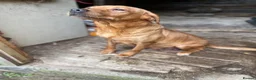 Labrador Retriever dogs for sale: KC registered fox red labradors in Welshpool - Advert 2