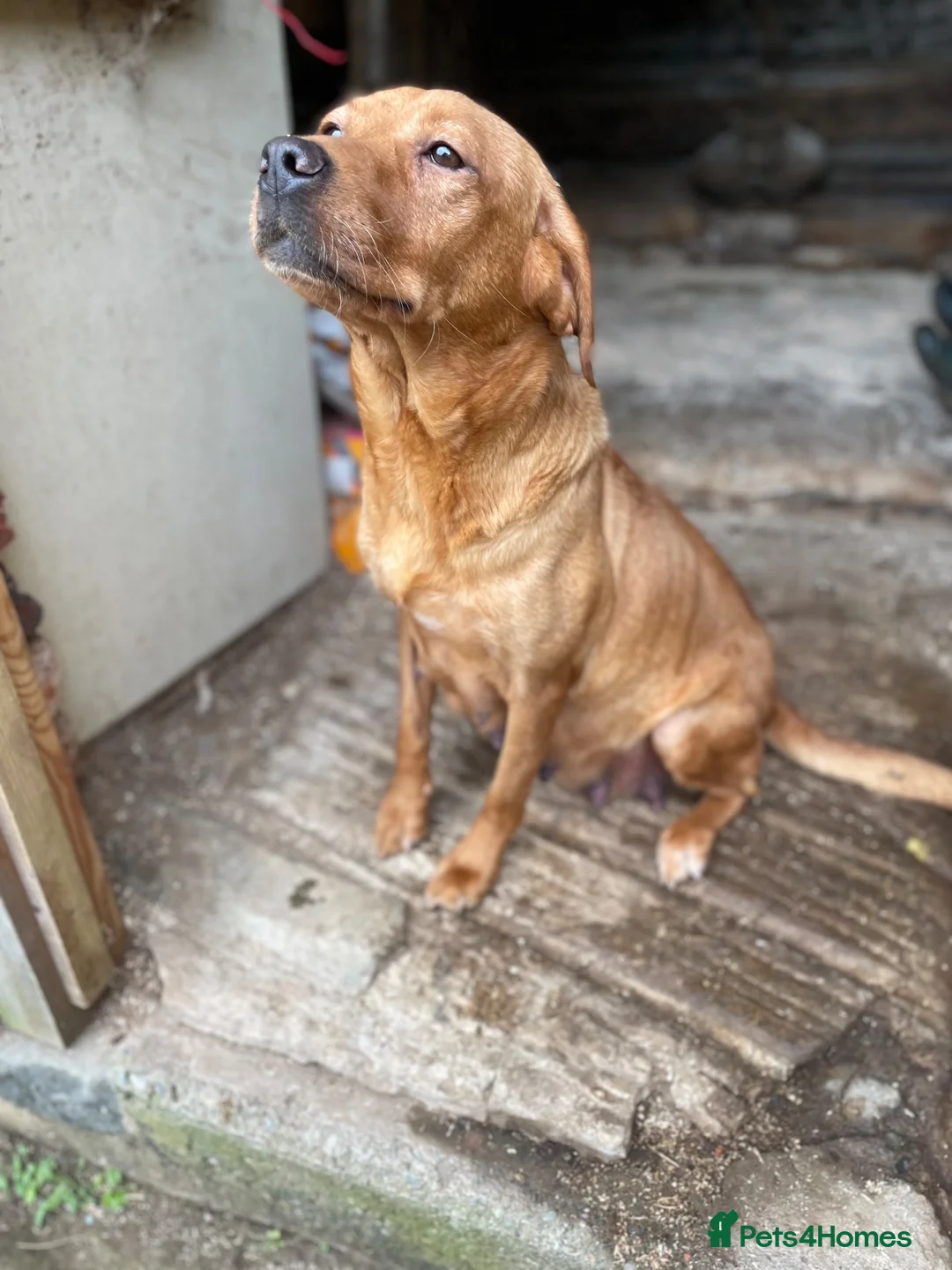 Labrador Retriever dogs for sale: KC registered fox red labradors in Welshpool - Advert 2