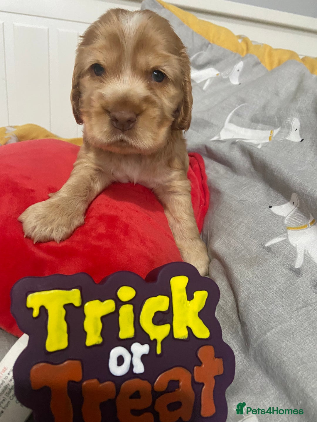 Cocker Spaniel dogs for sale: Show cocker spaniel puppies viewings this weekend! - Image 18