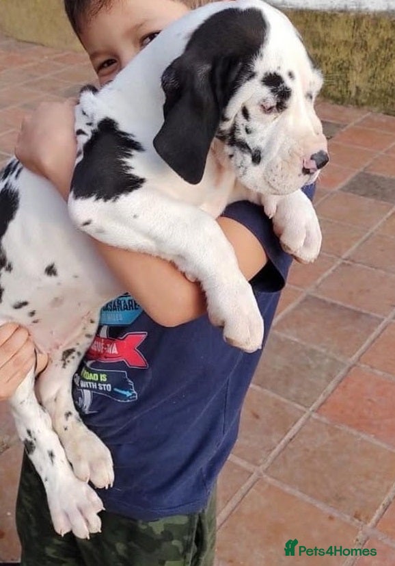 Great Dane dogs 🐶Gentle Giants, Home Raised & Ready Dane Pups🎁 - Advert 2