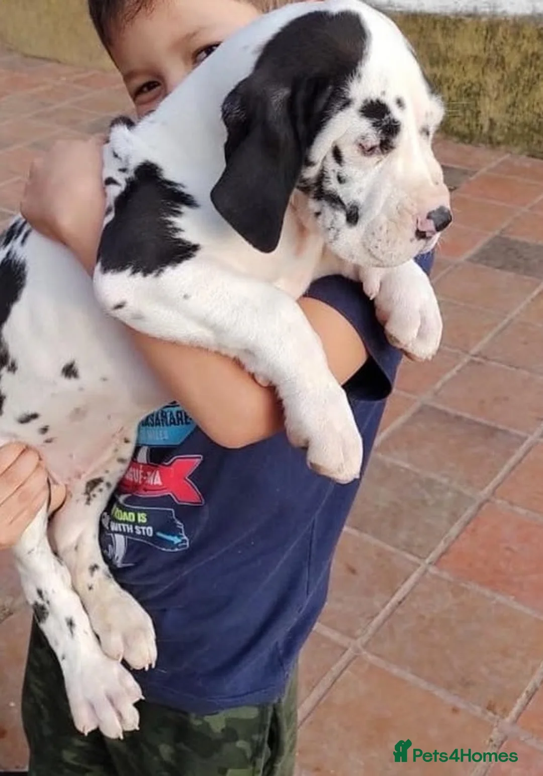 Great Dane dogs for sale: 🐶Gentle Giants, Home Raised & Ready Dane Pups🎁 in Leominster - Advert 1