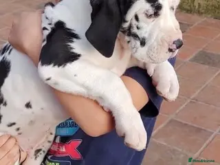 Great Dane dogs 🐶Gentle Giants, Home Raised & Ready Dane Pups🎁 - Advert 2