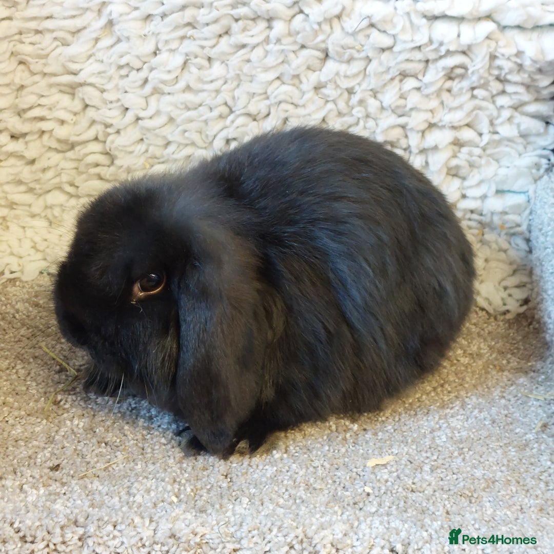 Mini Lop rabbits for sale:  11 weeks old  Pure bred Minilop baby - Advert 3