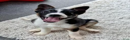 Border Collie dogs for sale: Border collie  in Worthing - Advert 1